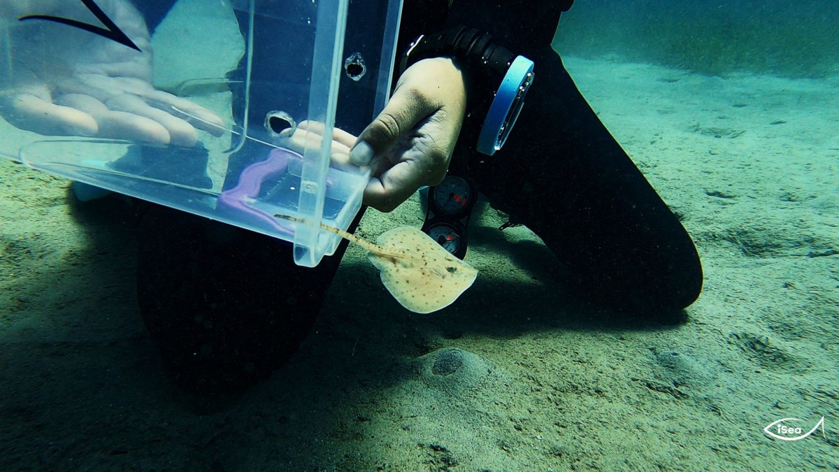 Η στιγμή της απελευθέρωσης του μικρού καλκανόβατου (iSea)