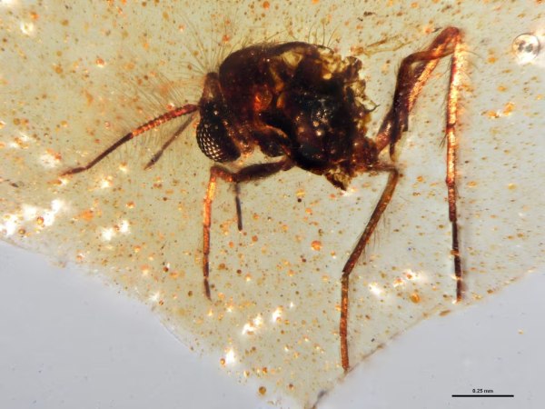 Έντομα σε κεχριμπάρι δίνουν μια εικόνα για τη ζωή στην υπερήπειρο Γκοντβάνα