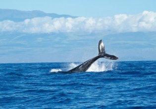 Ηράκλειο: Νεκρή φάλαινα ξεβράστηκε σε παραλία στον Κερατόκαμπο