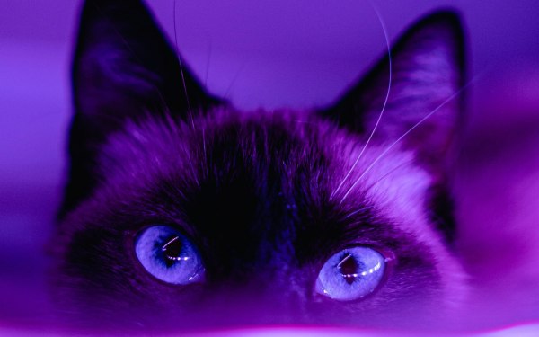 Δεν είναι χρώμα, είναι ηθοποιός: Υπάρχει το μωβ ή είναι δημιουργία του μυαλού μας;