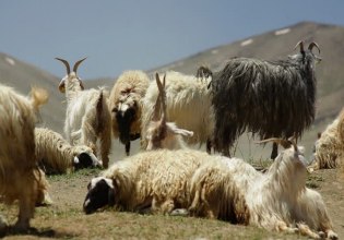 Ευλογιά: Συναγερμός για την απώλεια κοπαδιών – Εναλλακτικό σχέδιο και εμβολιασμούς ζητούν οι κτηνοτρόφοι
