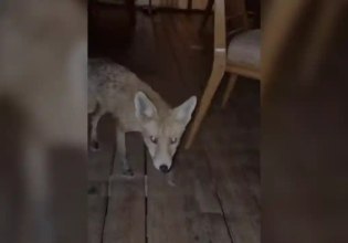 Αλεπού σε εστιατόριο ξενοδοχείου στη Γλυφάδα, κυκλοφορούσε ανάμεσα στα τραπέζια