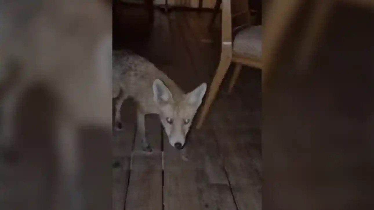 Αλεπού σε εστιατόριο ξενοδοχείου στη Γλυφάδα, κυκλοφορούσε ανάμεσα στα τραπέζια