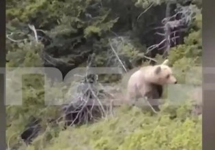 Αρκούδα: Βίντεο με τη θανατηφόρα επίθεση στη Δράμα – Η στιγμή που ο ορειβάτης πέφτει στον γκρεμό