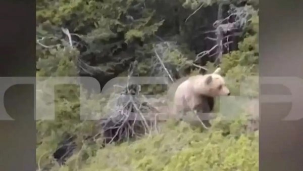 Αρκούδα: Βίντεο με τη θανατηφόρα επίθεση στη Δράμα – Η στιγμή που ο ορειβάτης πέφτει στον γκρεμό