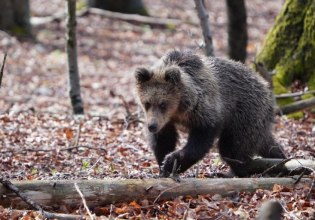 Αρκουδίτσα έκανε βόλτες στο κέντρο των Τρικάλων