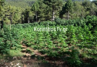 Κόρινθος: Αστυνομικοί έχουν «εγκλωβιστεί» σε χασισοφυτεία εδώ και 3 ημέρες