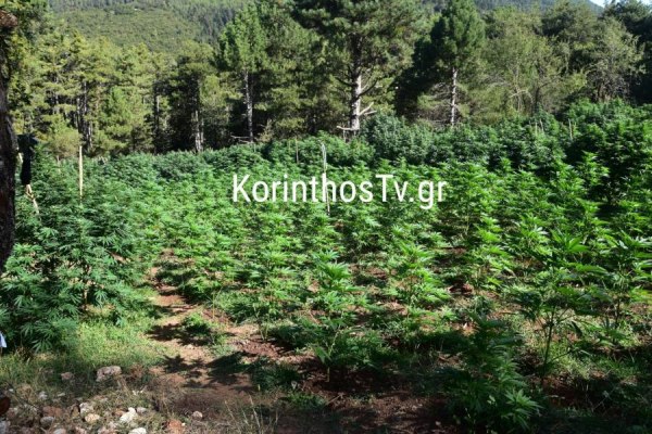 Κόρινθος: Αστυνομικοί έχουν «εγκλωβιστεί» σε χασισοφυτεία εδώ και 3 ημέρες