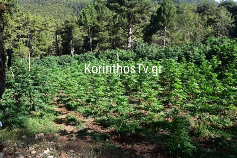 Κόρινθος: Αστυνομικοί έχουν «εγκλωβιστεί» σε χασισοφυτεία εδώ και 3 ημέρες