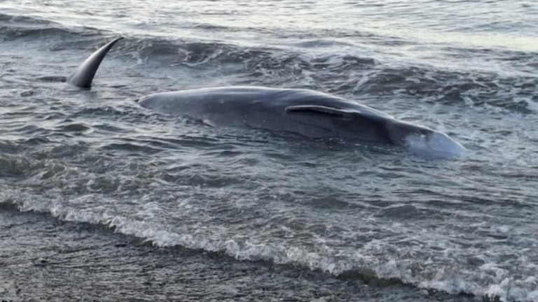 Κρήτη: Ανησυχία από μαζικό εκβρασμό νεκρών φαλαινοειδών Ζιφιών – Τι αναφέρει ο «Αρίων»