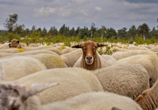 Σχέδιο 10 ημερών για να μπει «στοπ» στην ευλογιά των ζώων – Κίνδυνος για lockdown, είπε ο Τσιάρας