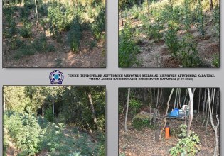 Καρδίτσα: Φυτεία με περισσότερα από 1.400 δενδρύλλια κάνναβης εντοπίστηκε σε ορεινή και δύσβατη περιοχή