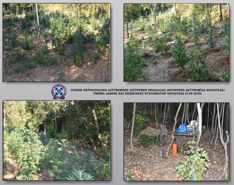 Καρδίτσα: Φυτεία με περισσότερα από 1.400 δενδρύλλια κάνναβης εντοπίστηκε σε ορεινή και δύσβατη περιοχή