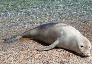 Σύμη: O Ιούλιος η φώκια βγήκε πάλι στη στεριά και η ΜΟm ενημερώνει το κοινό