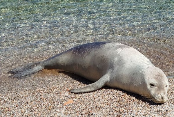 Σύμη: O Ιούλιος η φώκια βγήκε πάλι στη στεριά και η ΜΟm ενημερώνει το κοινό