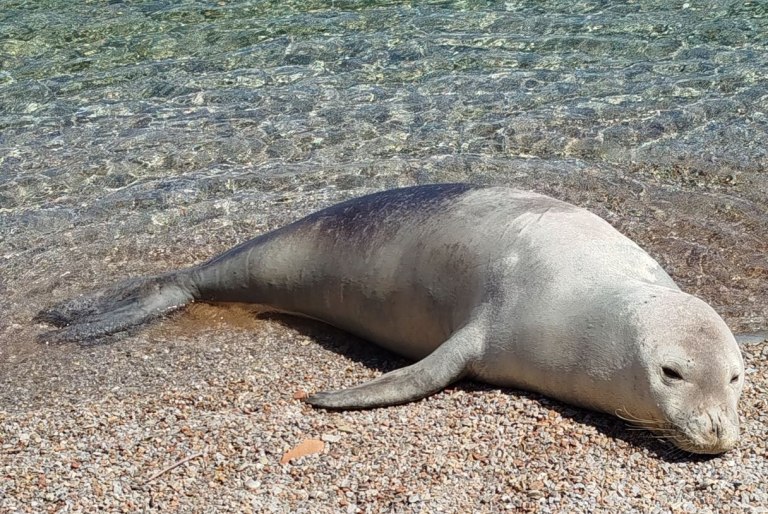 Σύμη: O Ιούλιος η φώκια βγήκε πάλι στη στεριά και η ΜΟm ενημερώνει το κοινό