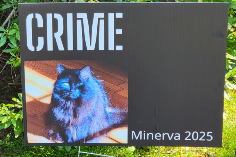 Ανατροπές, σκάνδαλα και ύποπτος θάνατος: Ποια γάτα θα βγει Δήμαρχος στη Μασαχουσέτη;