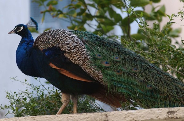 ΗΠΑ: Σκότωσε και μαγείρεψε τα παγόνια του για να εκδικηθεί τη γειτόνισσά του
