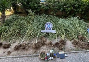 Ασπρόπυργος: Καλλιεργούσε δενδρύλλια κάνναβης στο σπίτι του – Επιχείρηση της ΕΛ.ΑΣ. για τη σύλληψη 49χρονου