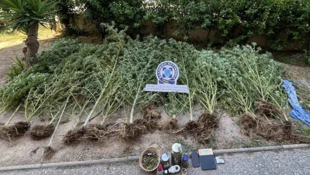 Ασπρόπυργος: Καλλιεργούσε δενδρύλλια κάνναβης στο σπίτι του – Επιχείρηση της ΕΛ.ΑΣ. για τη σύλληψη 49χρονου