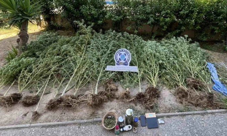 Ασπρόπυργος: Καλλιεργούσε δενδρύλλια κάνναβης στο σπίτι του – Επιχείρηση της ΕΛ.ΑΣ. για τη σύλληψη 49χρονου