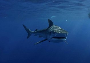 Αυστραλία: Νεκρός σέρφερ από επίθεση καρχαρία