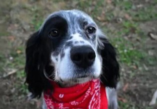 Χαλκιδική: Άγνωστος πυροβόλησε και σκότωσε σκύλο σε αυλή σπιτιού