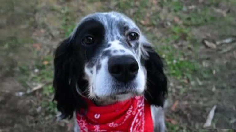 Χαλκιδική: Άγνωστος πυροβόλησε και σκότωσε σκύλο σε αυλή σπιτιού