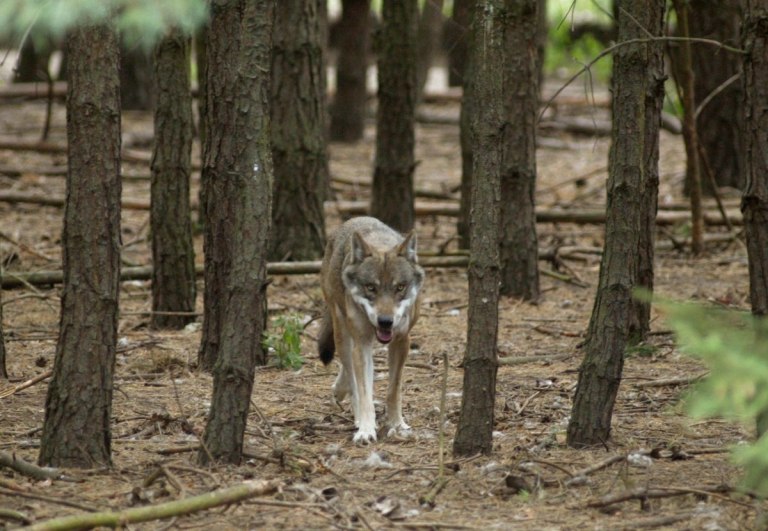 Επιχείρηση σύλληψης του λύκου στη Χαλκιδική – «Περισσότερες οι πιθανότητες για παγίδευση, παρά για θήρευση»
