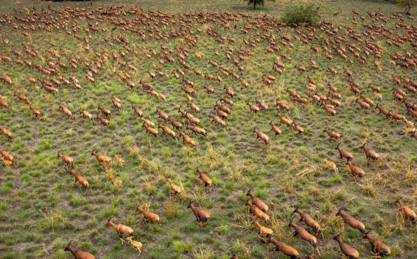 Η μεγαλύτερη μετανάστευση μεγάλων θηλαστικών στον κόσμο