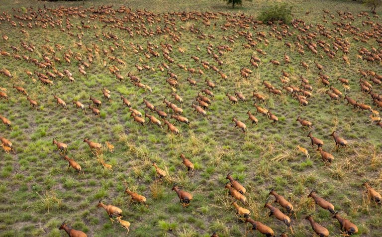 Η μεγαλύτερη μετανάστευση μεγάλων θηλαστικών στον κόσμο