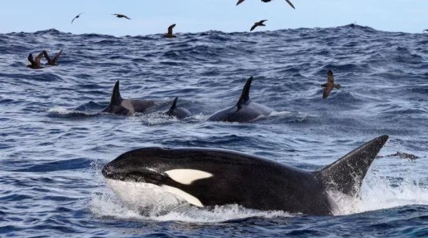 Ισπανία: Δύο επιθέσεις από όρκες έχουν σημειωθεί τις τελευταίες εβδομάδες σε γιοτ και σκάφη αναψυχής