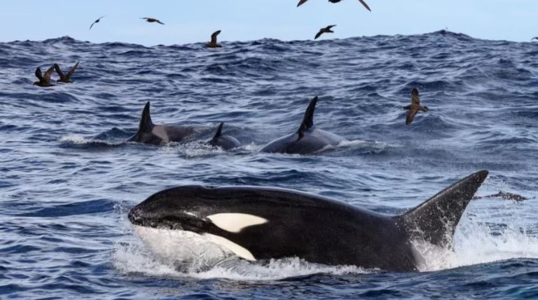 Ισπανία: Δύο επιθέσεις από όρκες έχουν σημειωθεί τις τελευταίες εβδομάδες σε γιοτ και σκάφη αναψυχής