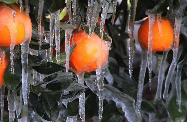 Χωρίς ασφαλιστικό «δίχτυ προστασίας» οι αγρότες