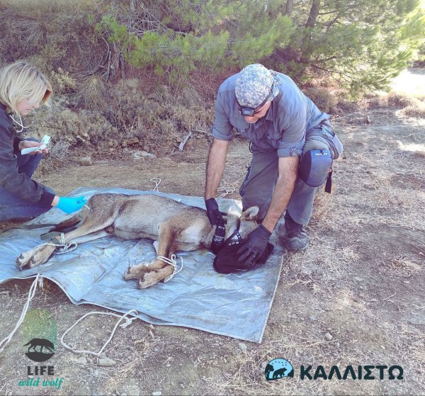 Πώς θα παγιδευτεί ο λύκος στον Μαρμαρά και ποιο είναι το μέλλον του – «Είναι μια πολύ ιδιαίτερη περίπτωση»