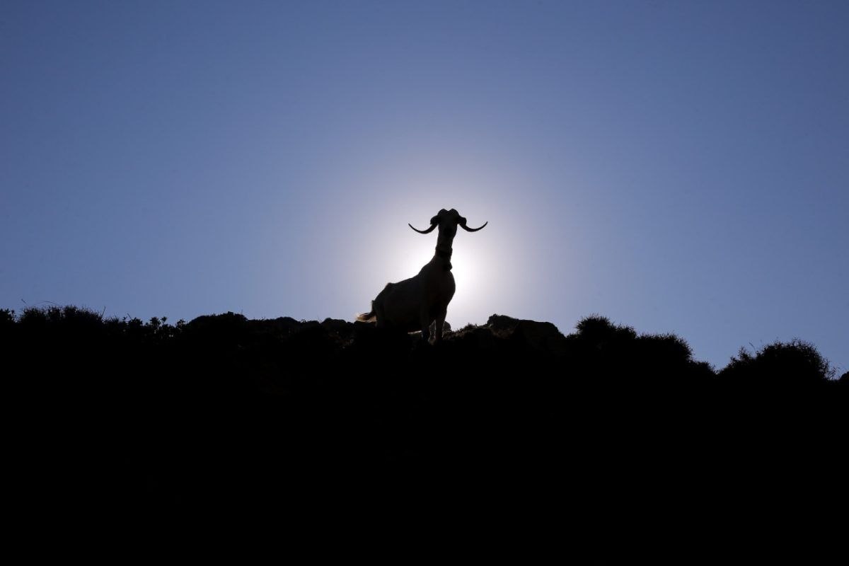 Να σωθούν τα πρόβατα ή η φέτα; Να γίνει εμβόλιο ή όχι; – Το κρίσιμο δεκαήμερο της ελληνικής κτηνοτροφίας