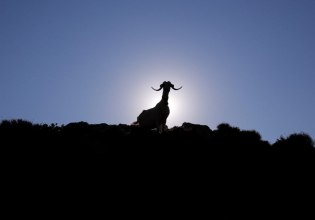 Να σωθούν τα πρόβατα ή η φέτα; Να γίνει εμβόλιο ή όχι; – Το κρίσιμο δεκαήμερο της ελληνικής κτηνοτροφίας