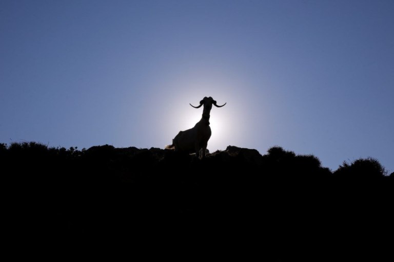 Να σωθούν τα πρόβατα ή η φέτα; Να γίνει εμβόλιο ή όχι; – Το κρίσιμο δεκαήμερο της ελληνικής κτηνοτροφίας