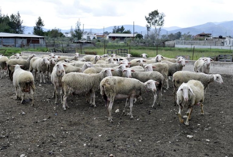 «Θανατώθηκαν και τα χίλια μου ζώα»- Η αποσιώπηση της επέλασης της ευλογιάς εξοργίζει τους κτηνοτρόφους