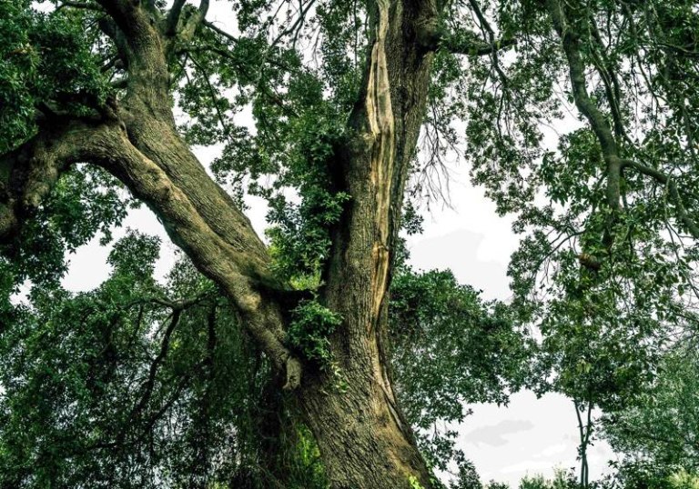 Κινδυνεύει η βελανιδιά της Επανάστασης – Ηλικίας άνω των 400 ετών το δέντρο