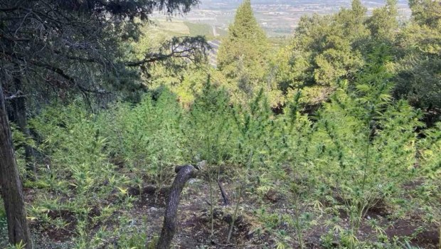 Λαμία: 576 δενδρύλλια κάνναβης αξίας άνω του μισού εκατομμυρίου εντόπισε η Αστυνομία