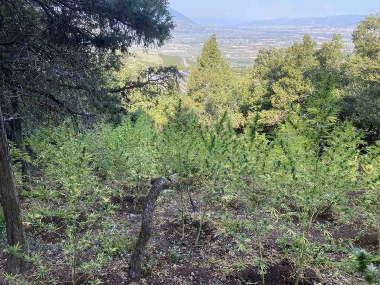 Λαμία: 576 δενδρύλλια κάνναβης αξίας άνω του μισού εκατομμυρίου εντόπισε η Αστυνομία