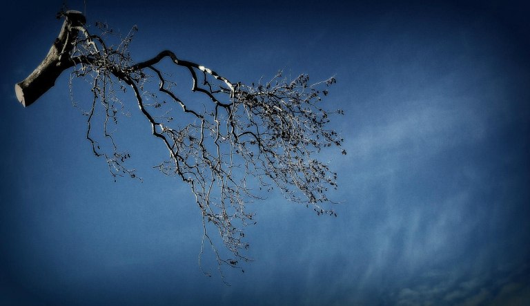 Τα πλατάνια, το κύκνειο άσμα τους σε όλη την Ελλάδα και η φιλόδοξη λύση από φοιτητές στα Ιωάννινα