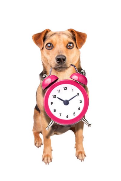 Μήπως ο σκύλος σας από την Κυριακή έχει αλλάξει συμπεριφορά; – Η αιτία