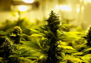 Εκχύλισμα κάνναβης «πιο αποτελεσματικό από τα οπιοειδή» για τον χρόνιο πόνο στη μέση