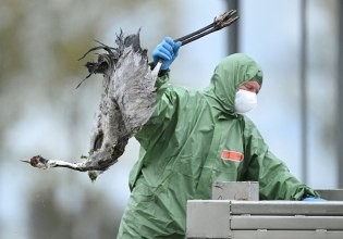 Φόβοι για νέα κρίση γρίπης των πτηνών στην Ευρώπη