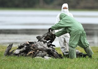Γρίπη των πτηνών: Εστίες της Η5Ν1 εντοπίστηκαν σε Ολλανδία, Βέλγιο και Σλοβακία – Συναγερμός στη Γαλλία