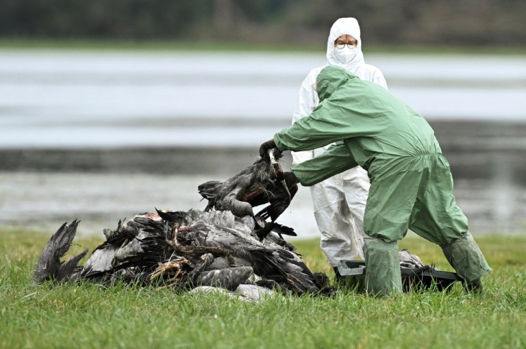 Γρίπη των πτηνών: Εστίες της Η5Ν1 εντοπίστηκαν σε Ολλανδία, Βέλγιο και Σλοβακία – Συναγερμός στη Γαλλία