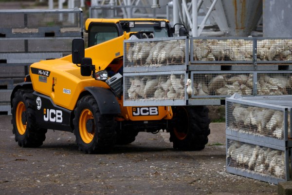 Ανησυχία και εκατοντάδες χιλιάδες θανατώσεις για τη γρίπη των πτηνών στη Γερμανία