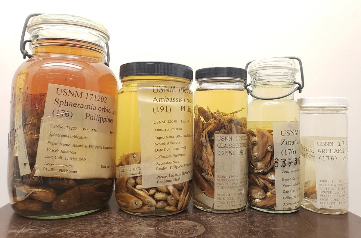 Ψάρια διατηρημένα σε ρούμι αποκαλύπτουν έναν αιώνα περιβαλλοντικών αλλαγών